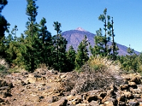 El Teide : Vulkan, Kiefern